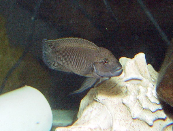 Telmatochromis cf. temporalis 'Mbita Island'